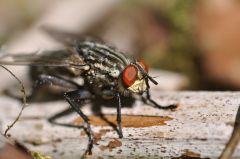 Sarcophaga carnaria